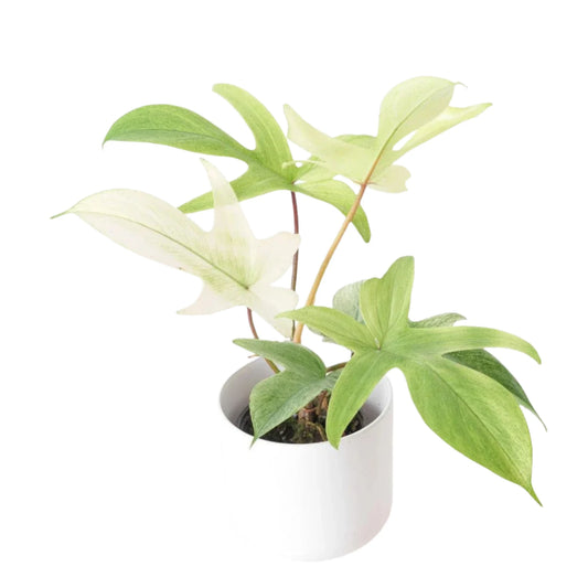 Philodendron Florida Ghost- 6"