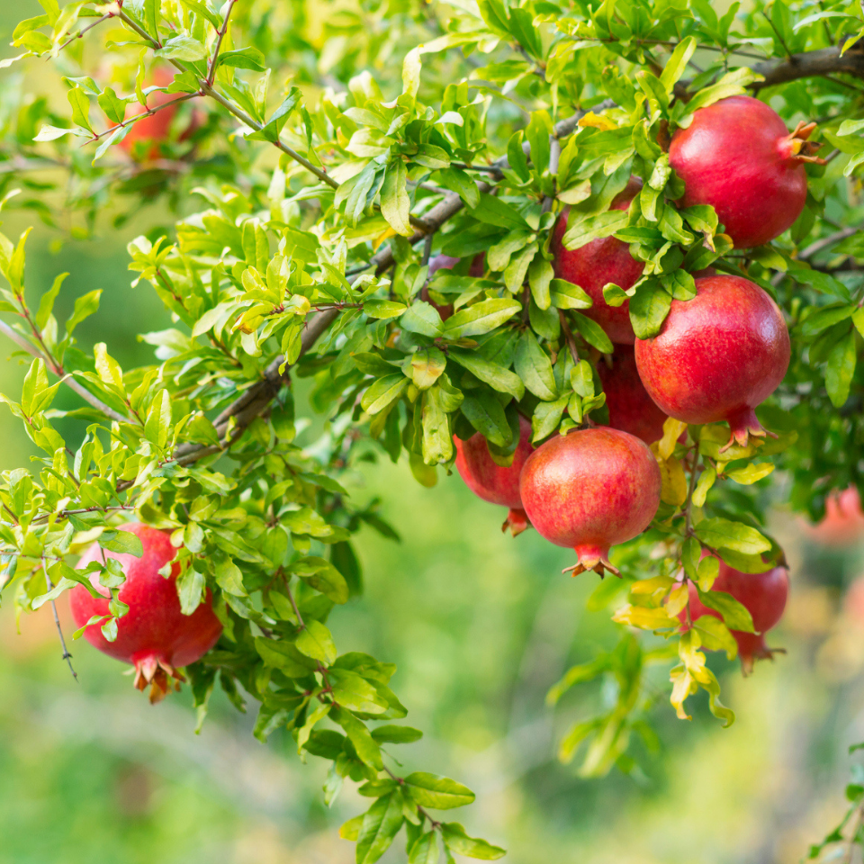 Pomegranate And Fig Tree - Fruit Trees Live Plant