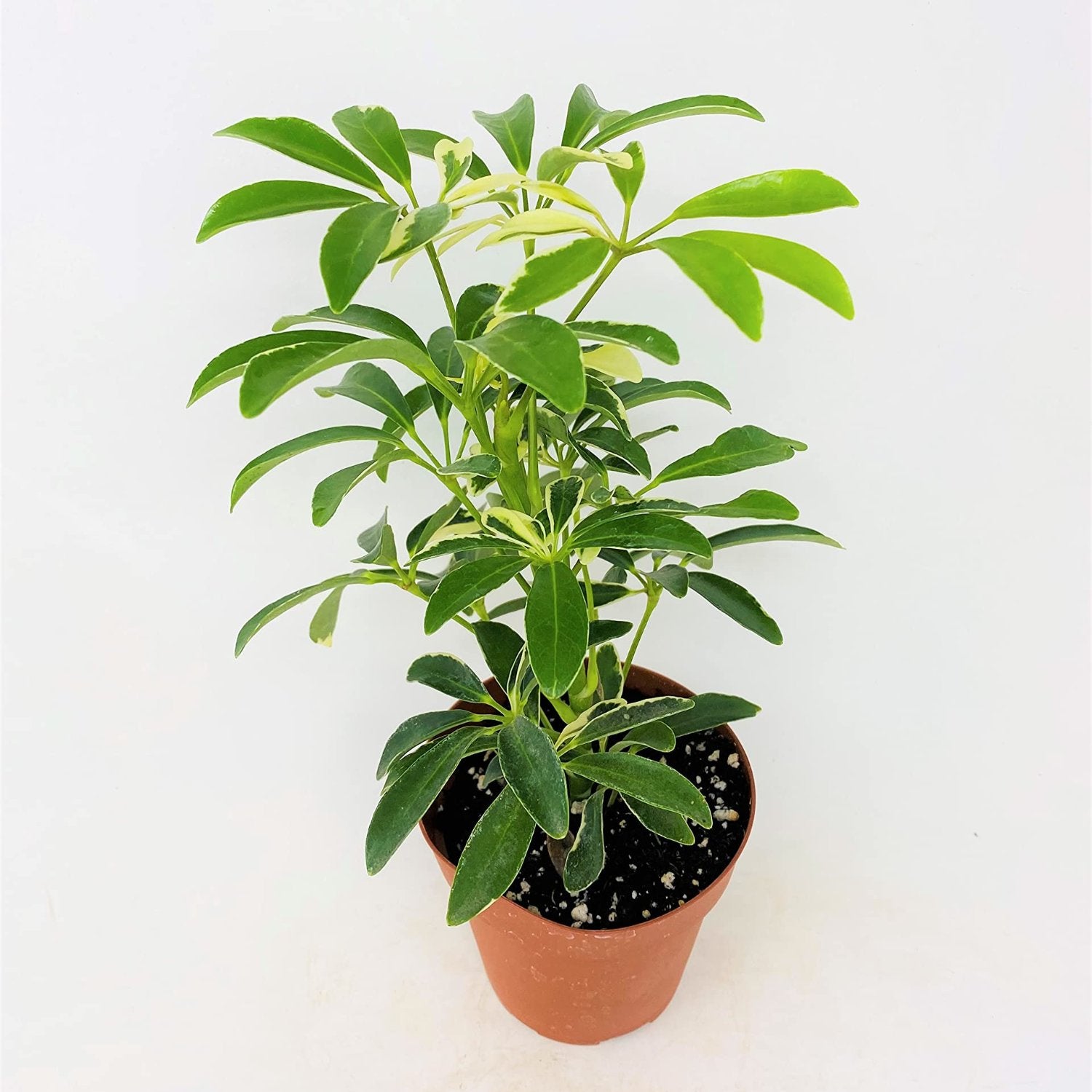 Schefflera Arboricola 'Gold Capella' - 4''