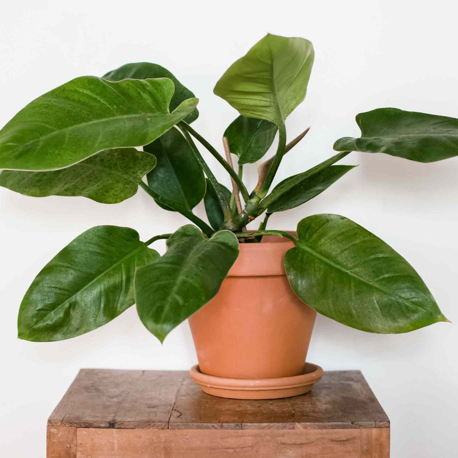 Emerald Green Philodendron - 8''