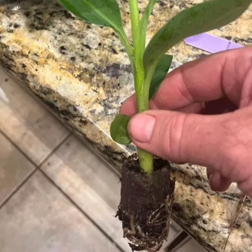 Banana Tree Live Plant Gros Michel Edible Banana