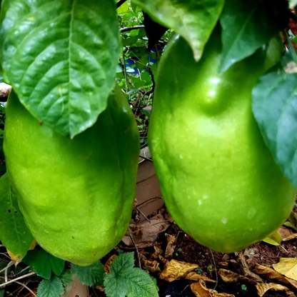 Giant Granadilla Passion Flower - Edible Passion Fruit - 2 Plants