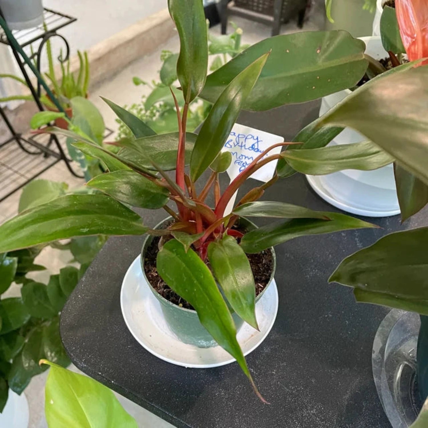 Philodendron Super Dwarf Red - 4''