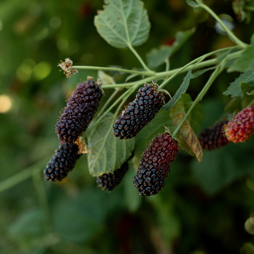 Columbia Giant-Blackberry - Rubus - 10 Plants