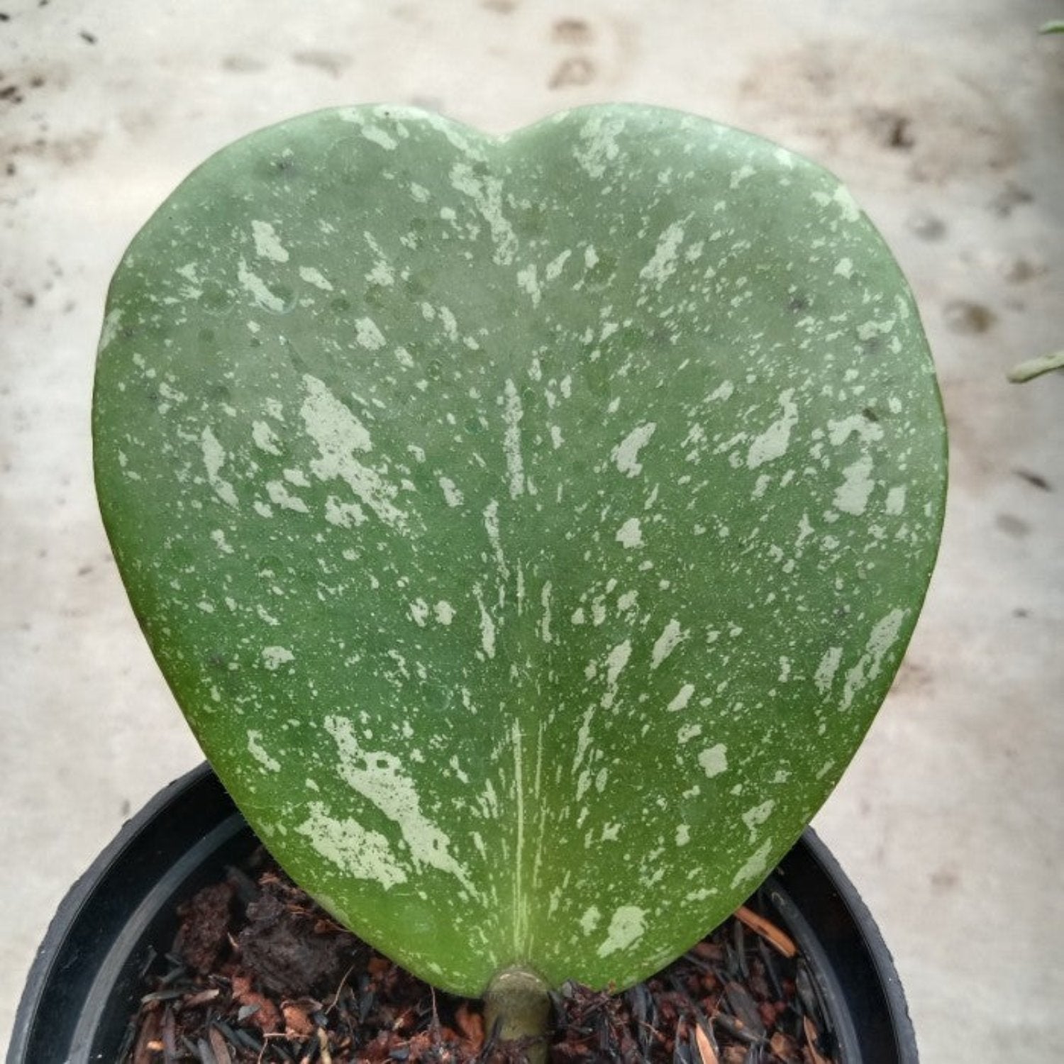 Hoya Kerrii Splash Single Heart - 4"