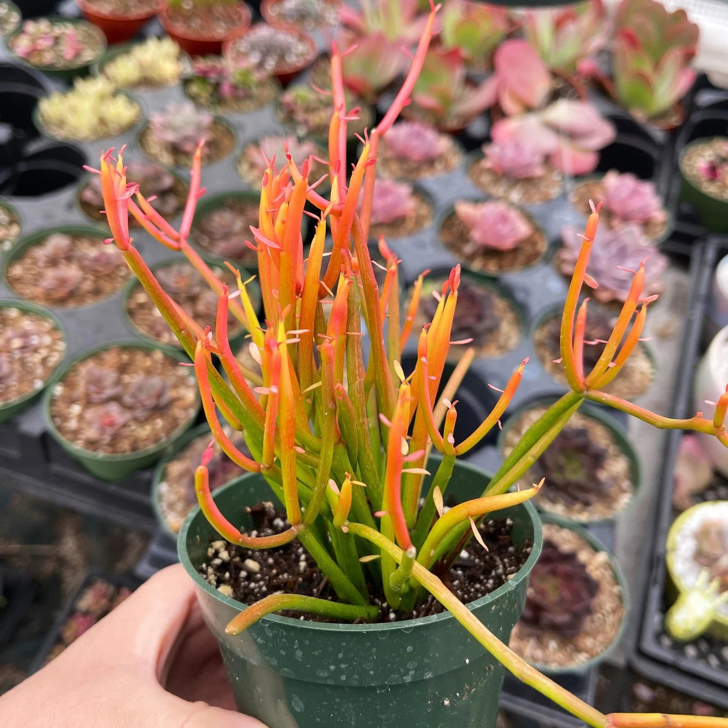 Euphorbia Tirucalli 'Sticks on Fire' - 4''