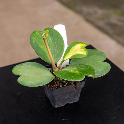 Hoya Kerrii Variegated - 4"