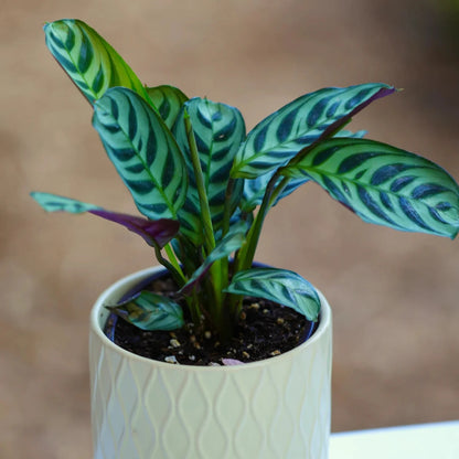 Calathea Ctenanthe x Burle Marx - 6"