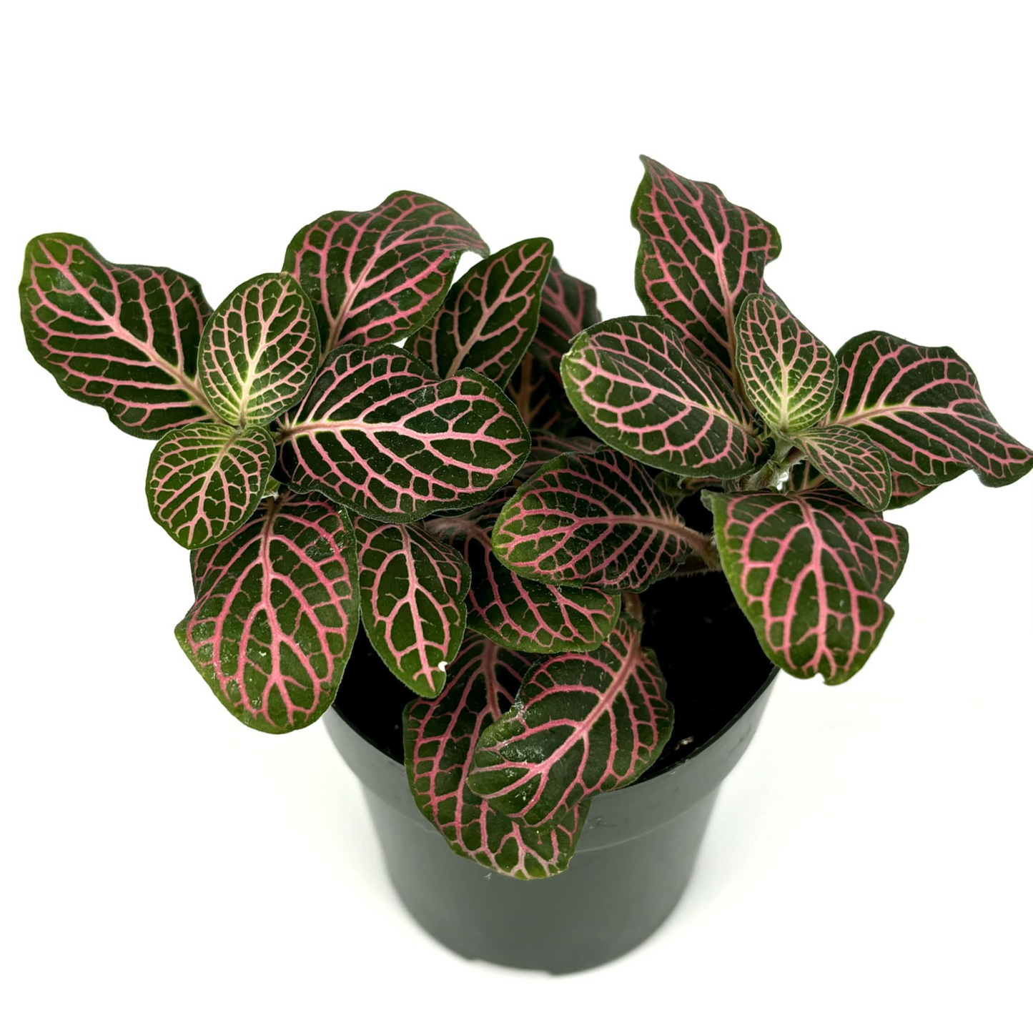 Colorful Fittonia Mix- 2.5"