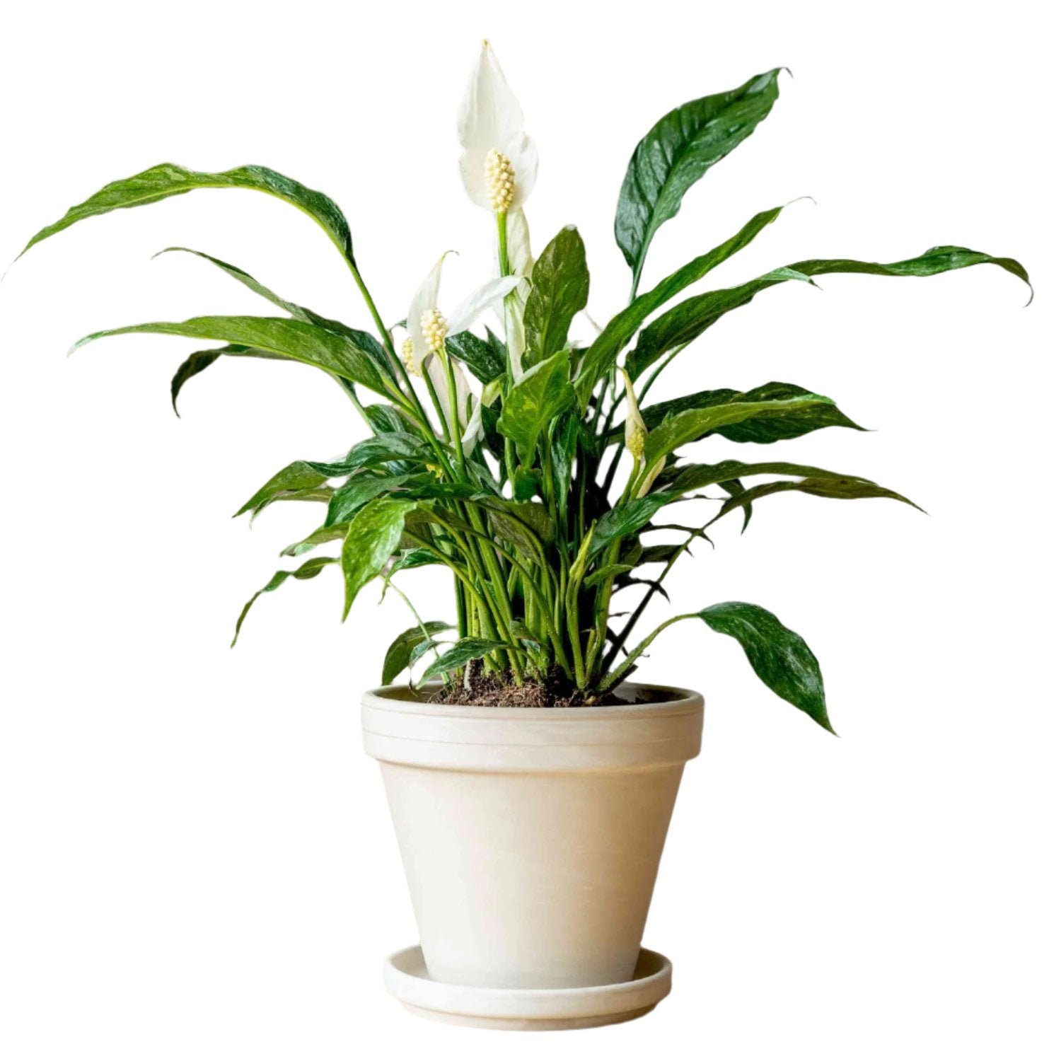 Spathiphyllum Domino - Variegated Peace Lily - 4''