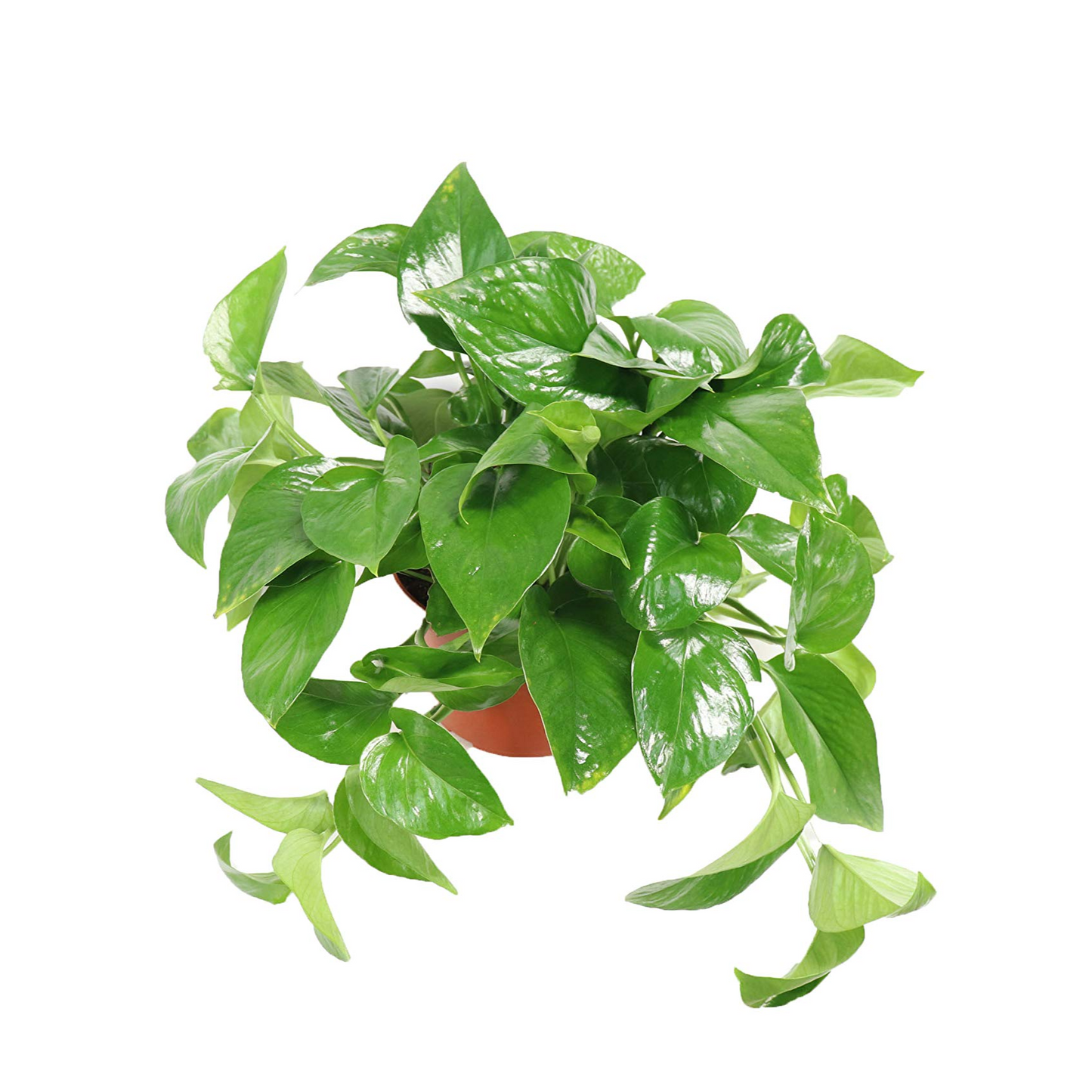 Green Queen Pothos - 6"