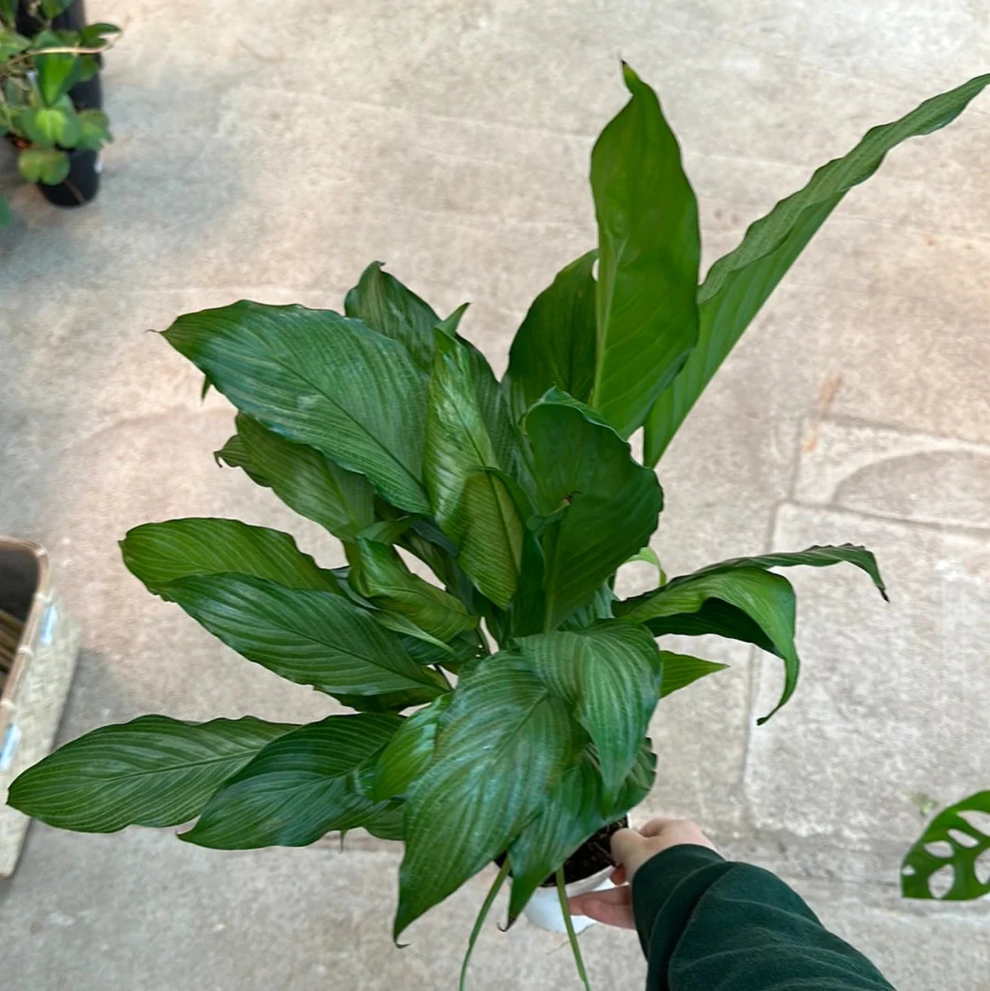 Platinum Mist Peace Lily - 4''