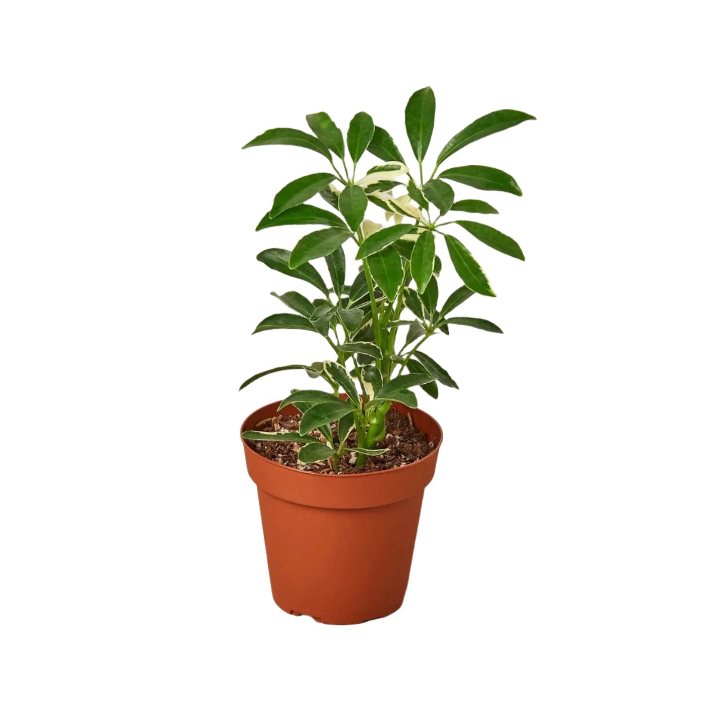 Schefflera Arboricola 'Umbrella Plant' Variegated' - 4''