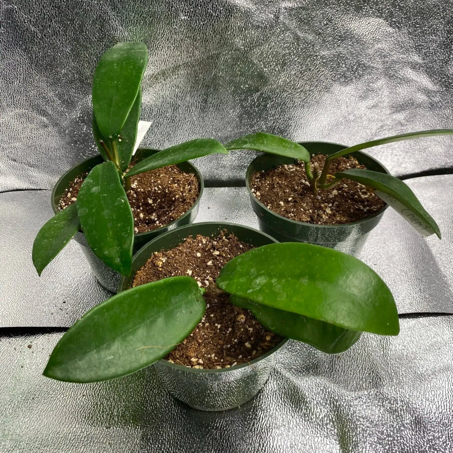 Hoya Meliflua ssp. Fraterna - 4"