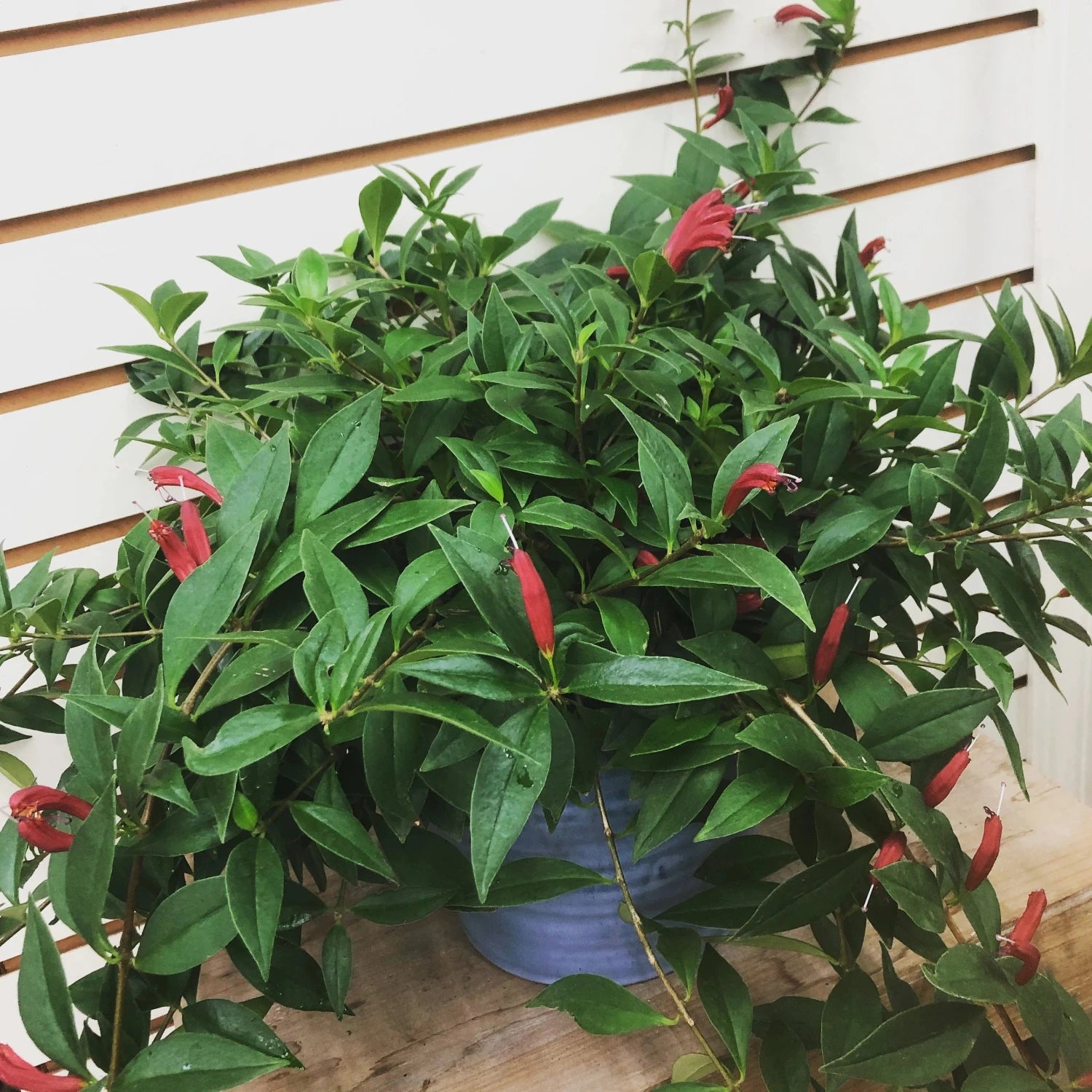 Purple Star (Lipstick plant) - 4''