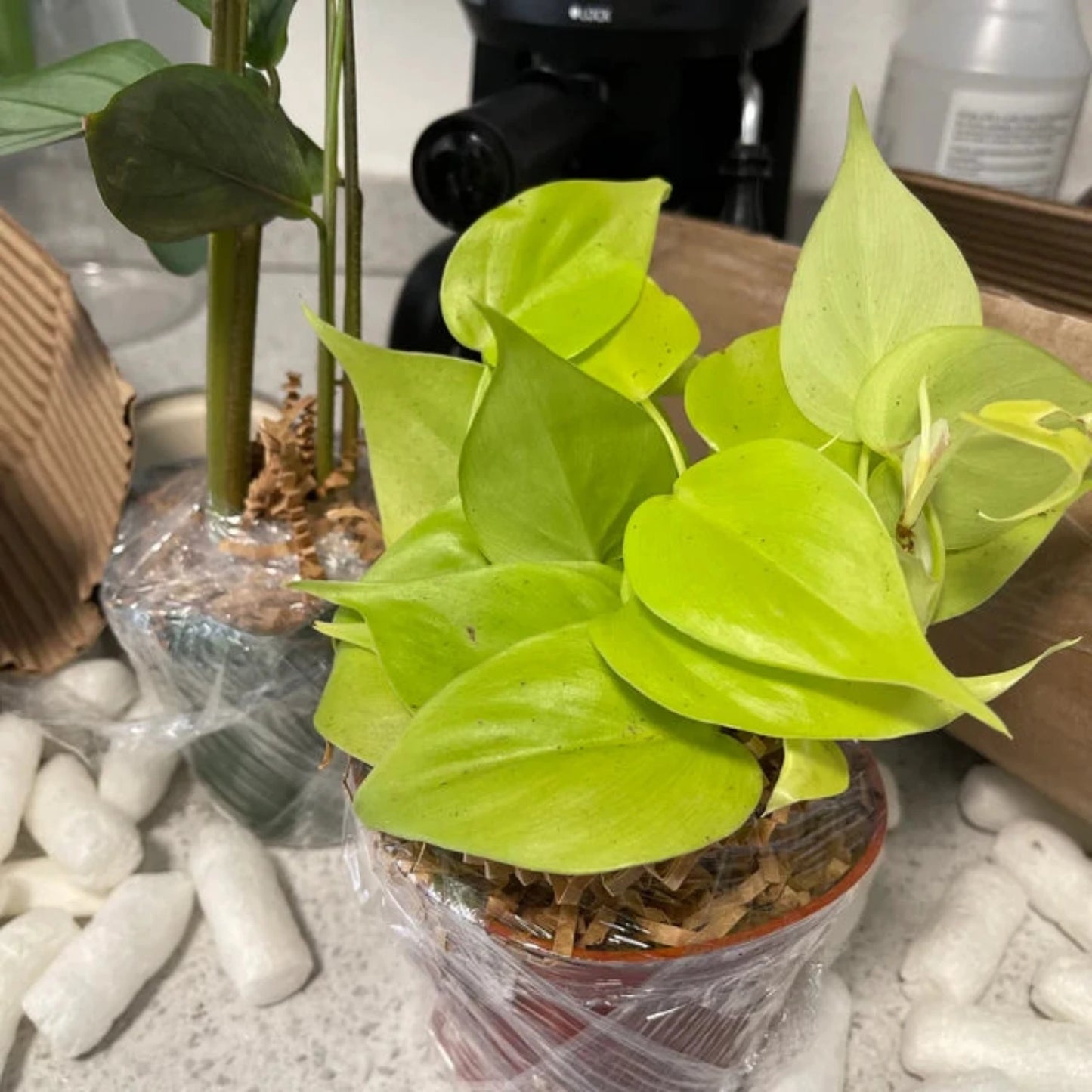 Philodendron Neon Cordatum - 4"