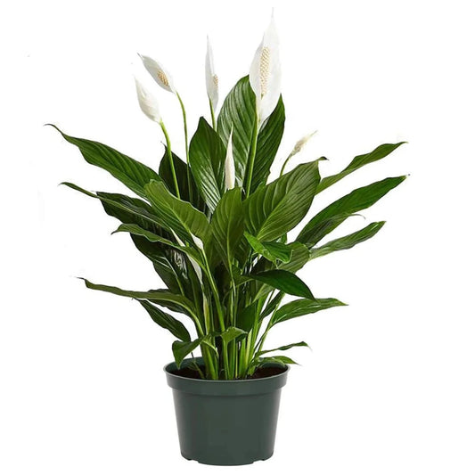 Peace Lily - 2''