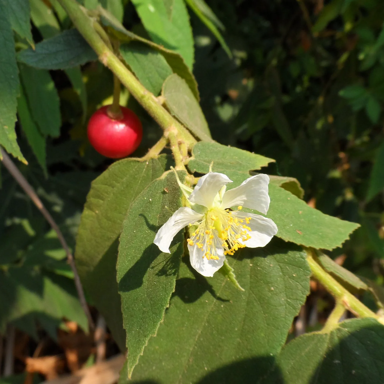 Jamaican Cherry Strawberry Tree Muntingia - Edible Cherry