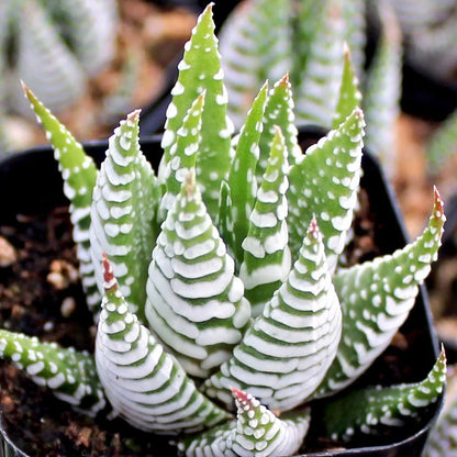 Haworthia Zebra - 2"