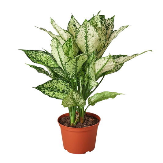 Aglaonema Chinese Evergreen - 4''