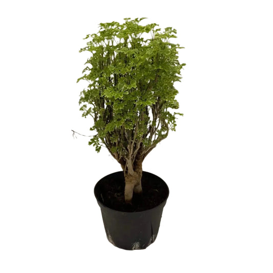 Ming Aralia - 6''