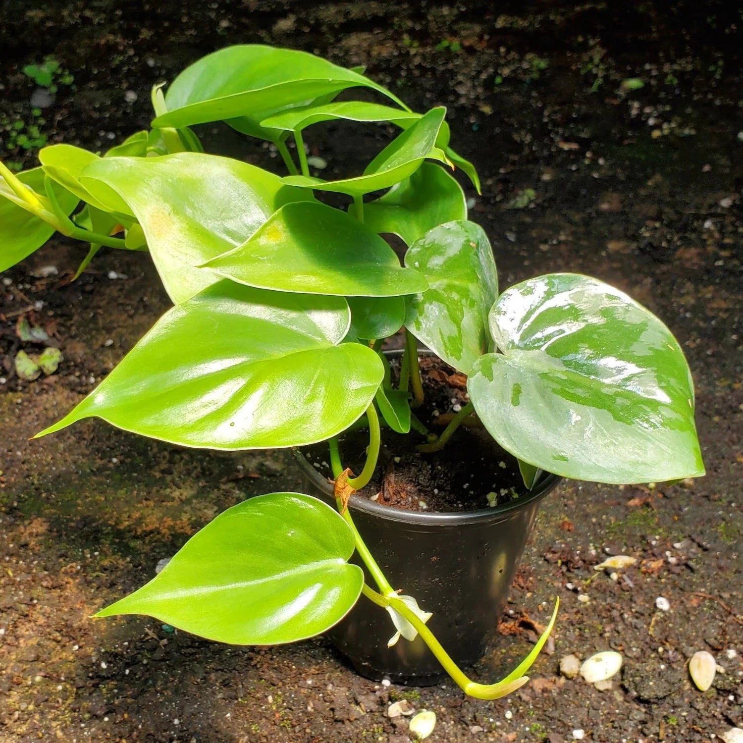 Philodendron Cordatum - 2"