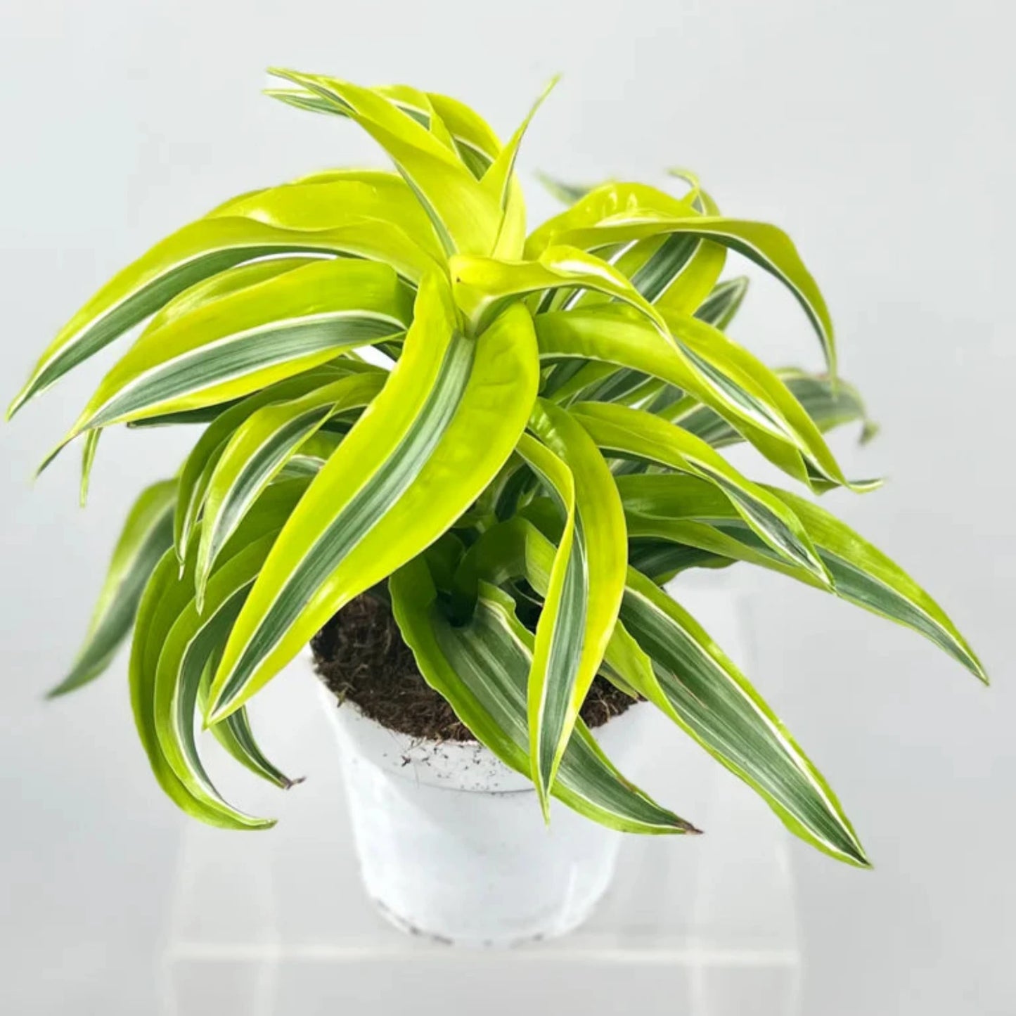 Dracaena Combo 3 pots - 4''