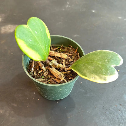 Hoya Kerrii Variegated (Two Leaves) - 4"