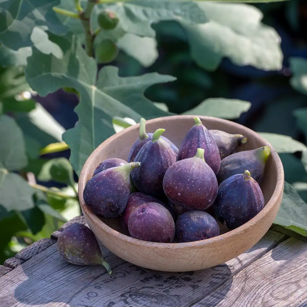 Fignomenal Fig (Ficus carica) LOWEST PRICE - Edible Fig