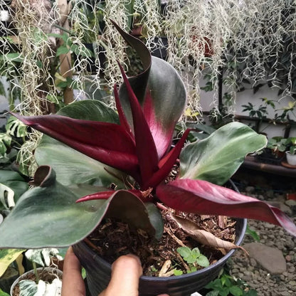 Philodendron Red Back - 6''