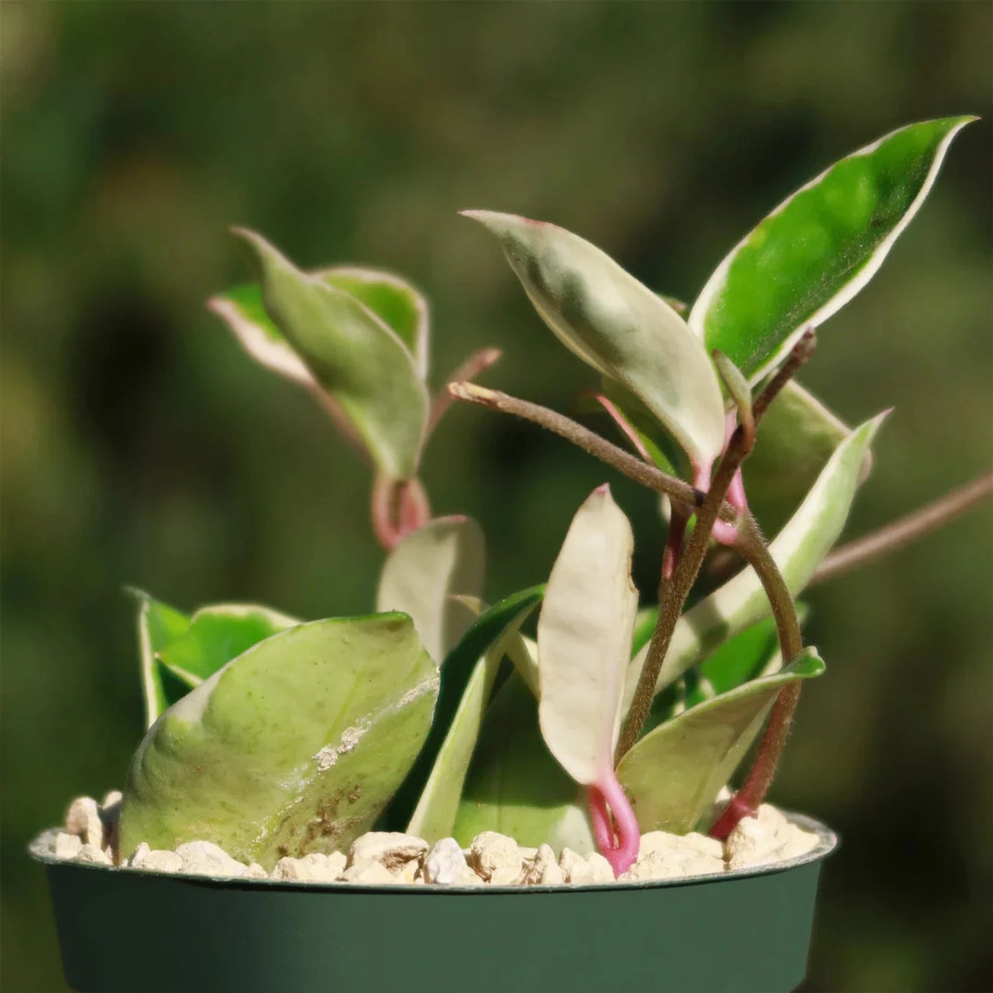 Rare Hoya Tricolor 2.5"