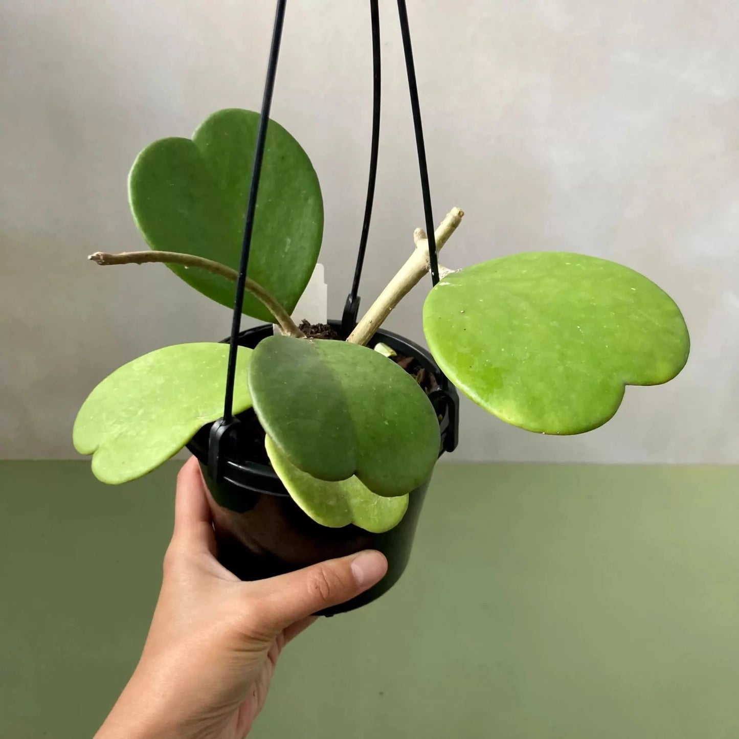 Hoya Kerrii Non-Variegated (3-4 Leaves) - 4"