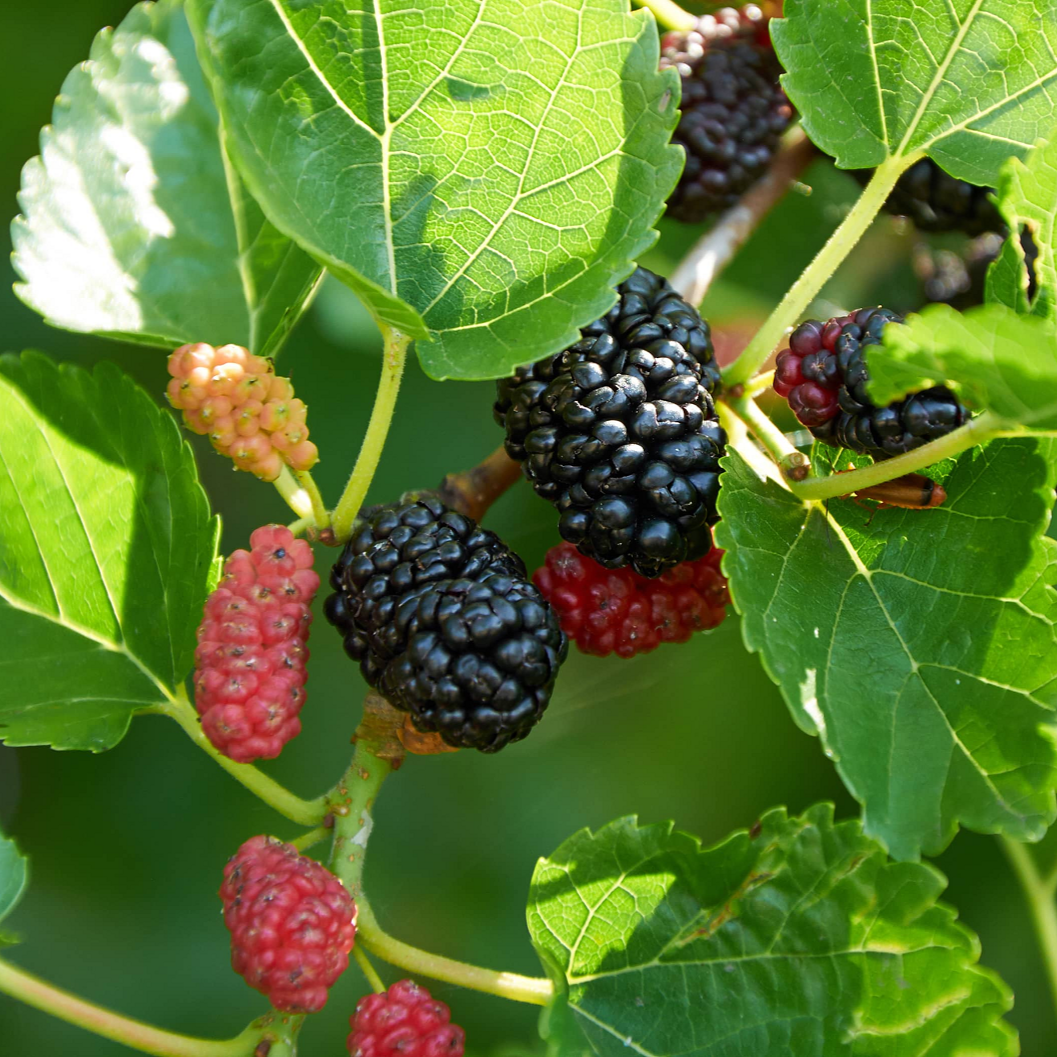 Mulberry Tree - 'Dwarf Everbearing' - Morus Nigra