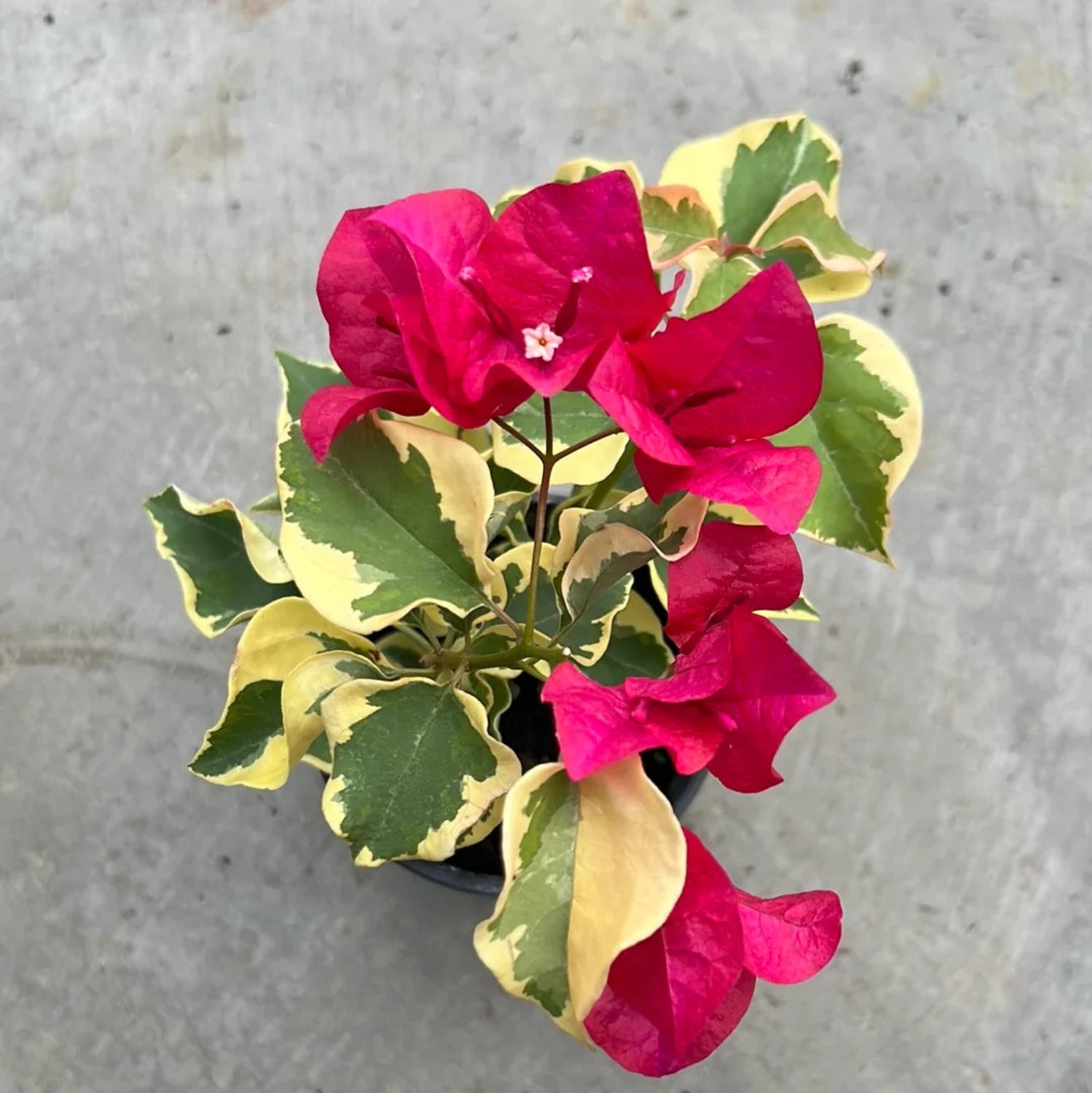 Bougainvillea - 'Raspberry Ice'