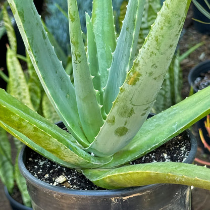 Medicinal Aloe Vera