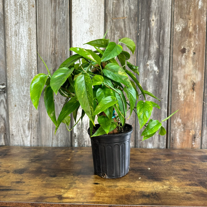 Neon Pothos - 6"