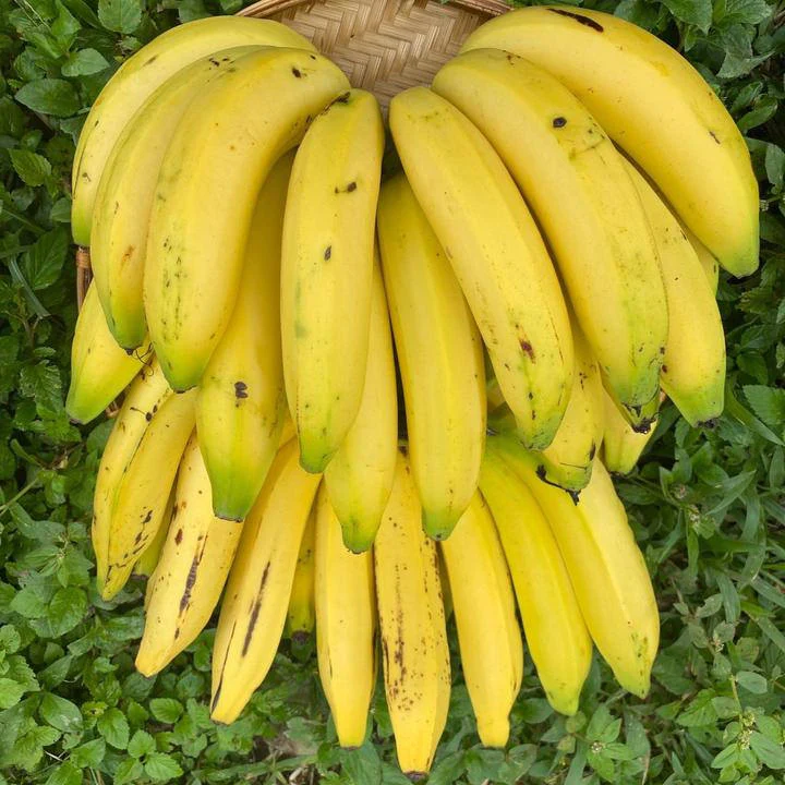 Banana Tree live plants 2 Gros Michel Edible Banana