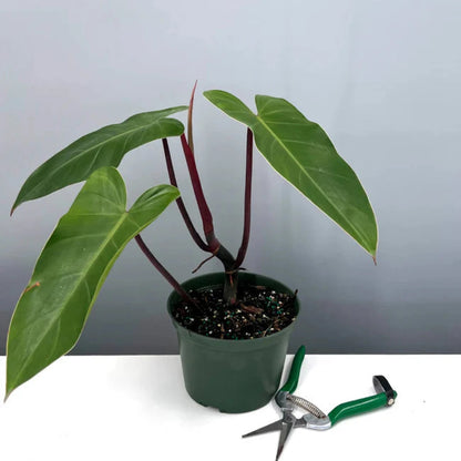 Philodendron Emerald Red - 6''