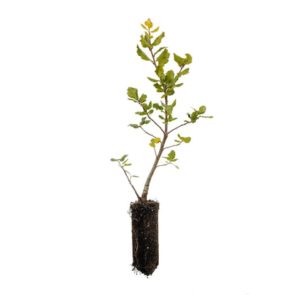 Coast Live Oak Plant Quercus Agrifolia - 4''