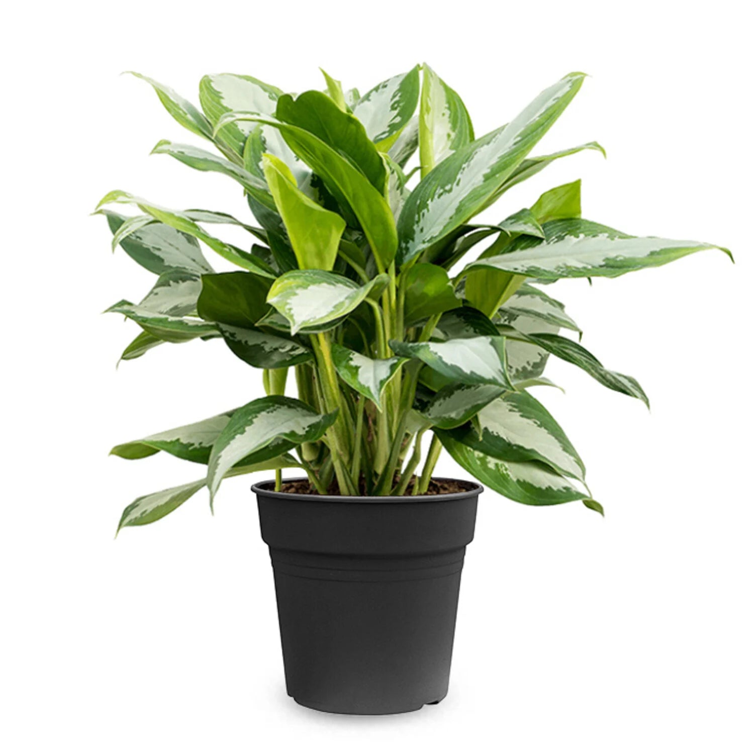 Aglaonema Silver Moon - 4''