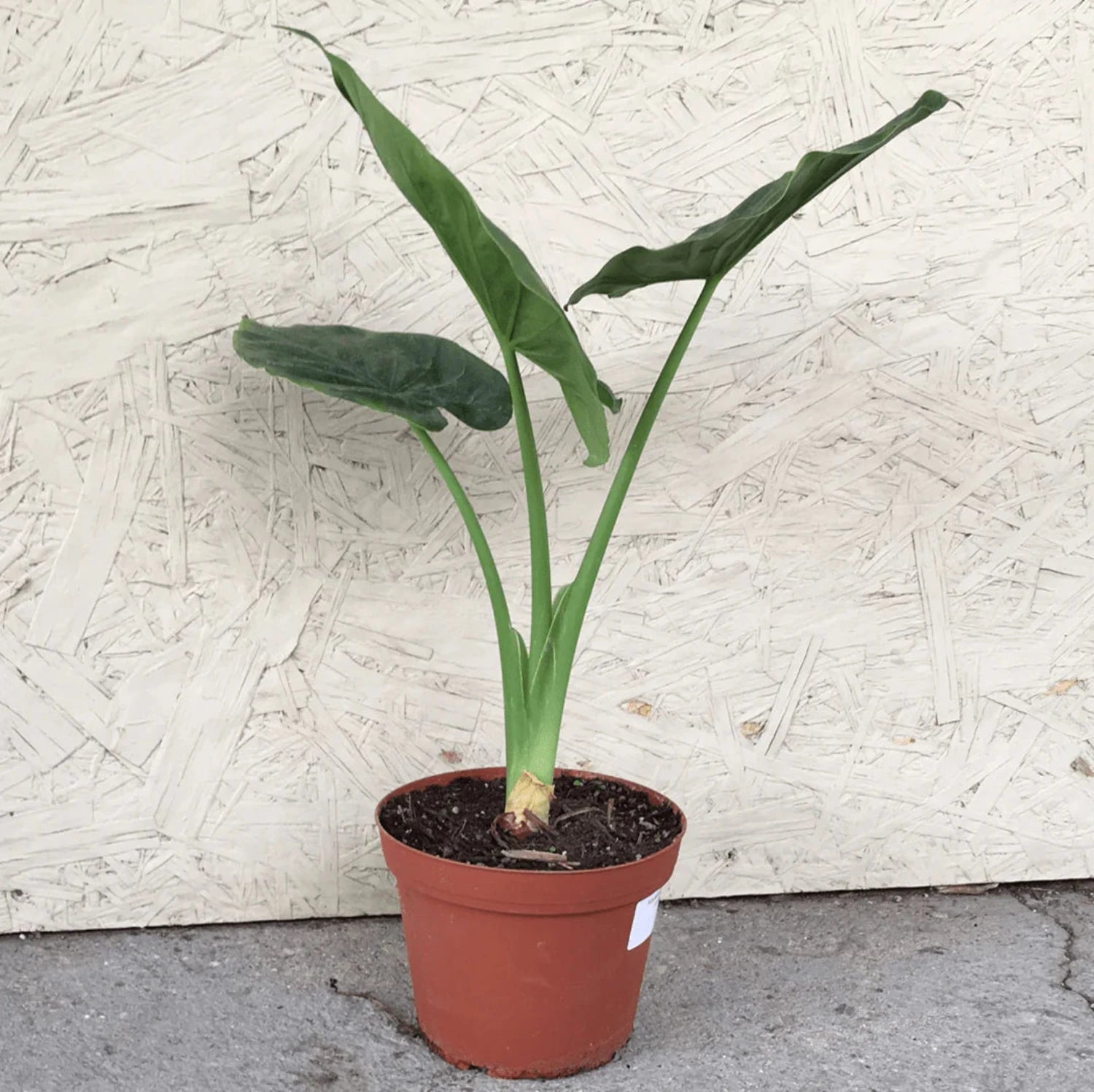 Alocasia - Calidora 6 In Tall