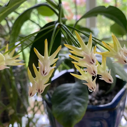 Hoya Multiflora Shooting Star - 2.5''