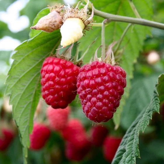 Nantahala RED RASPBERRY Two - 4 Live Rooted Plants