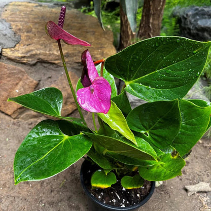 Purple Anthurium - 6"