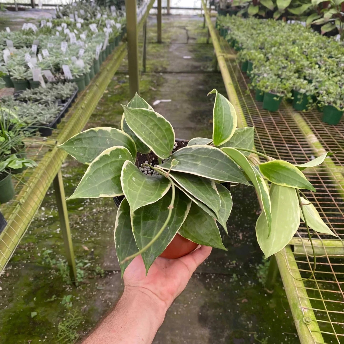 Hoya Macrophylla Variegated - 6"