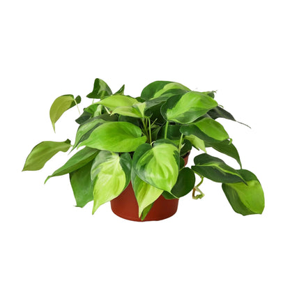 Philodendron Brazil - 6"