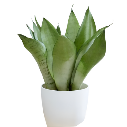 Sansevieria Moonshine - 4''