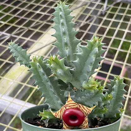 Life Saver Huernia Cactus - 3''