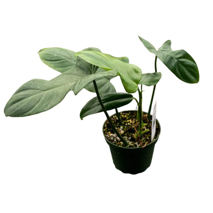 Philodendron Bipennifolium - 4"