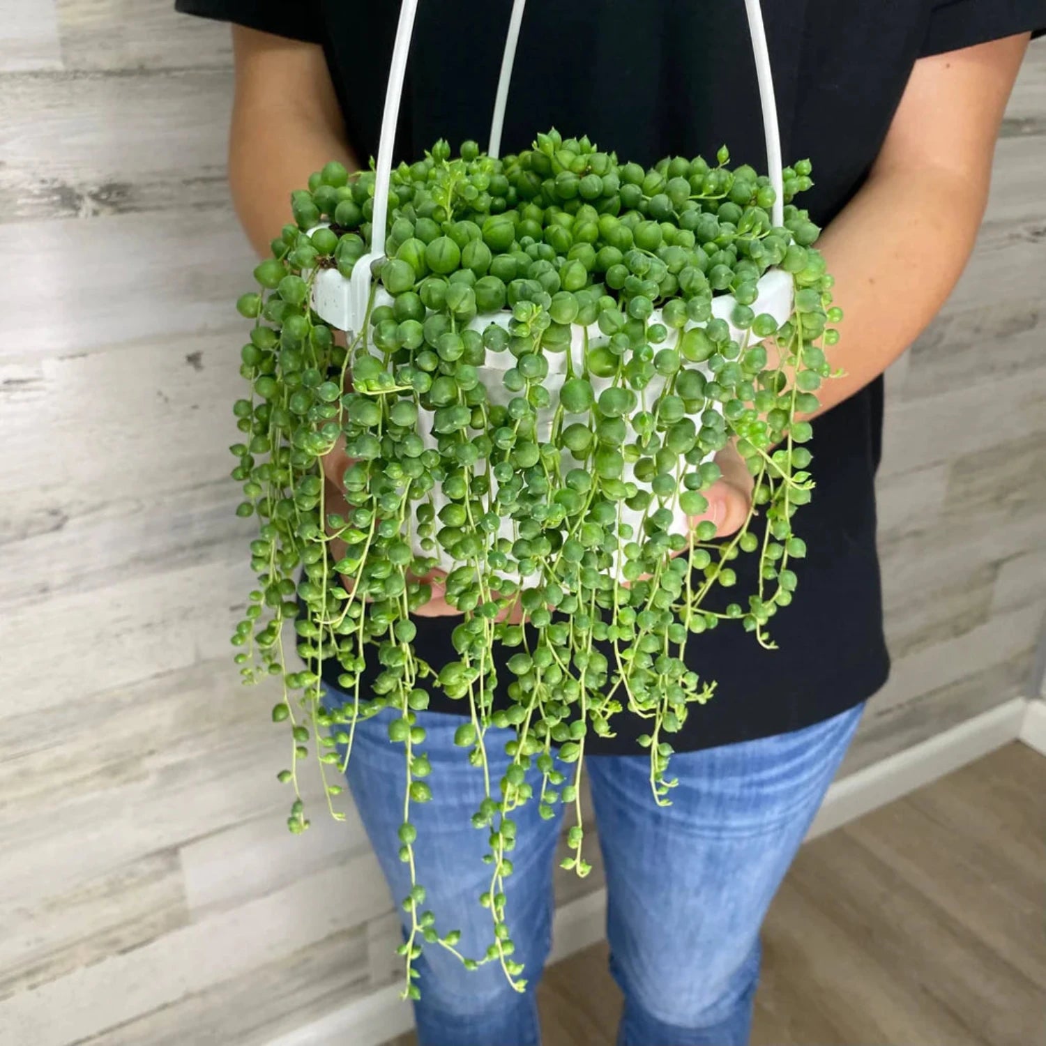 String of Pearls - 6"